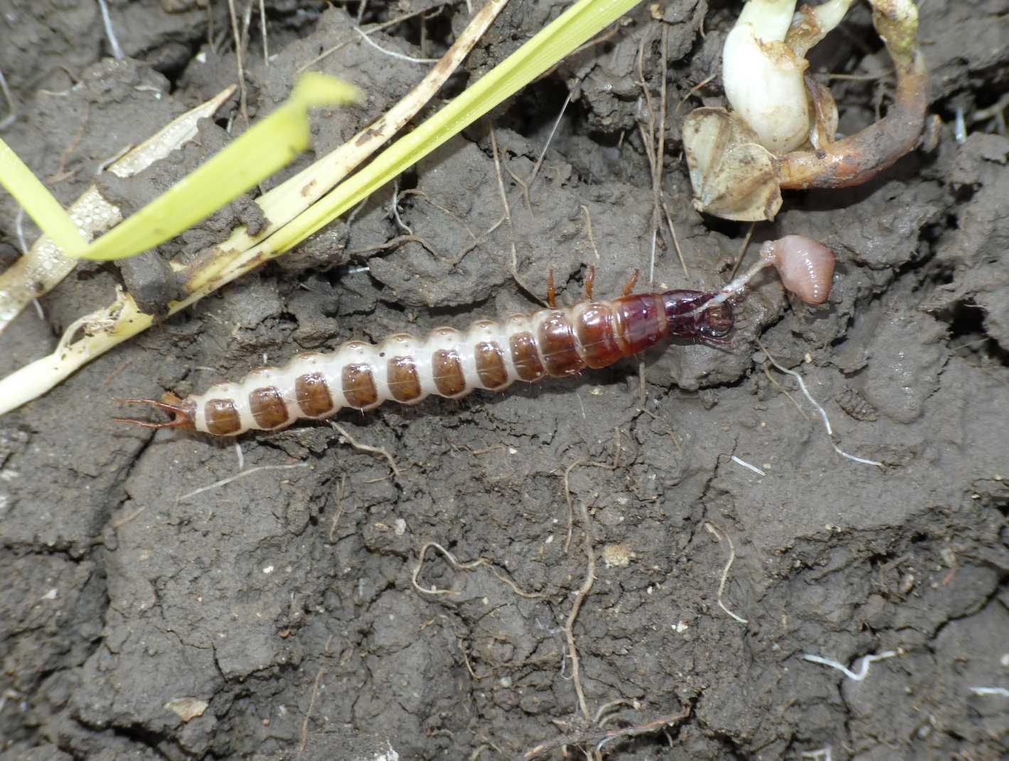 Larva di Carabidae